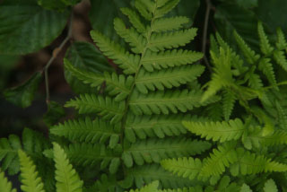 Dryopteris filix-mas Mannetjesvaren bestellen